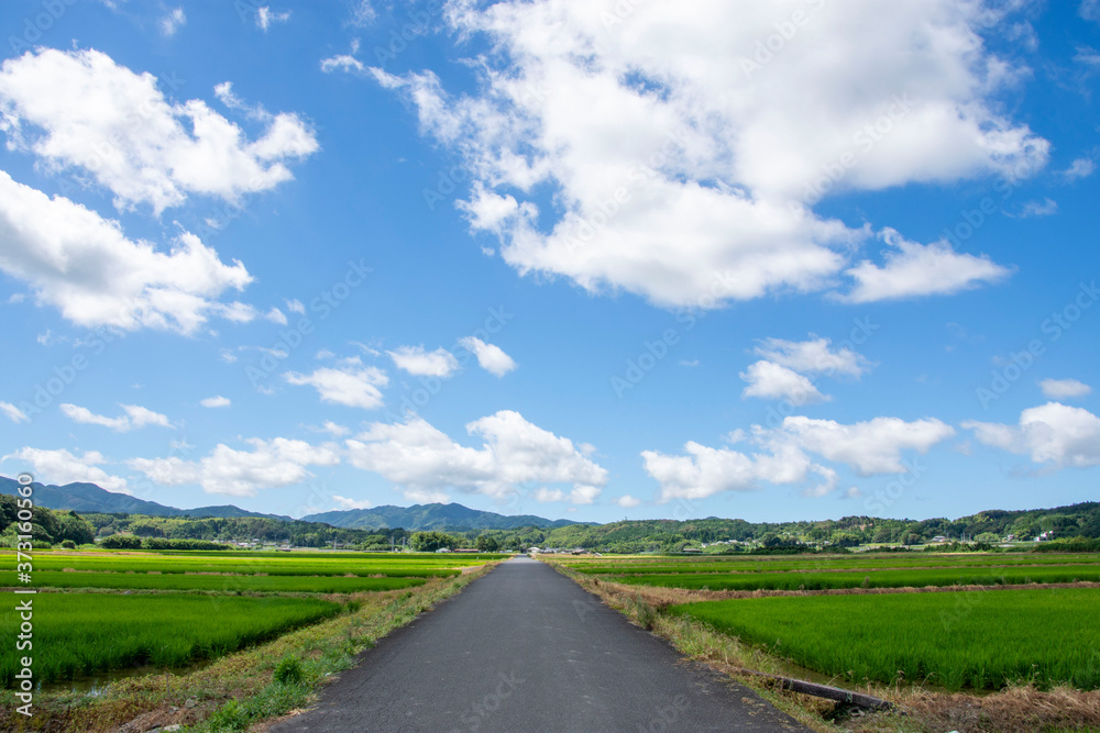 白い雲と水田と田舎道の風景　鹿児島県出水平野