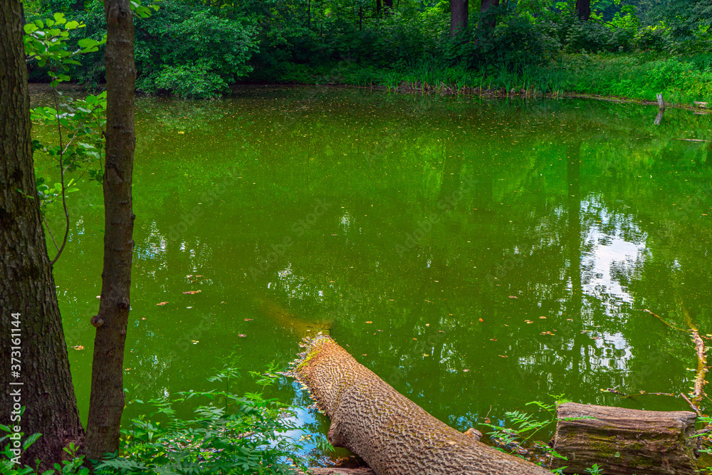 Obraz premium green water