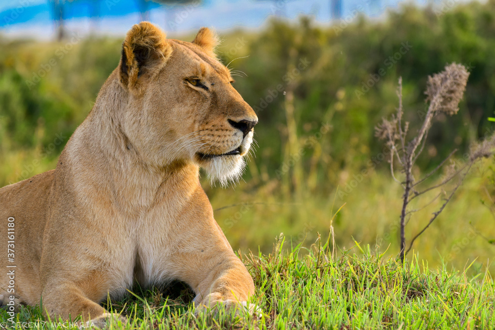 Naklejka premium a bold lioness relaxing