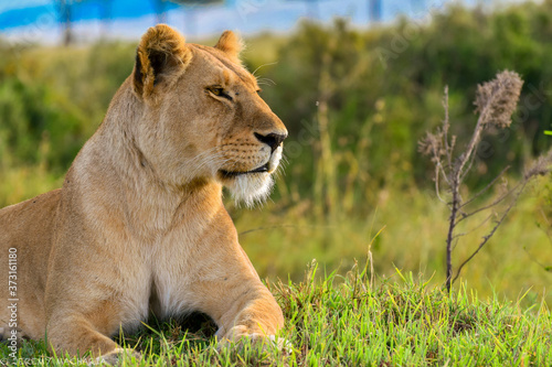 Billede på lærred a bold lioness relaxing