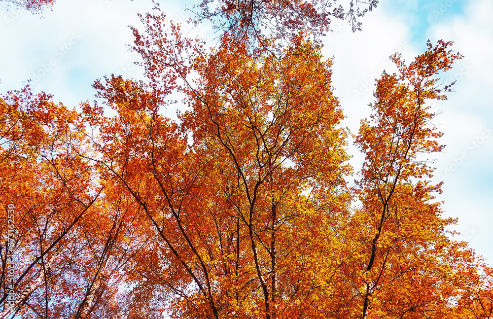 Yellow birch trees in sunny autumn Yellow birch trees in sunny autumn