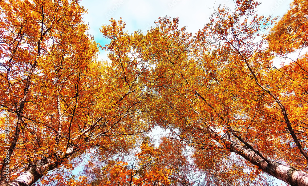 Yellow birch trees in sunny autumn