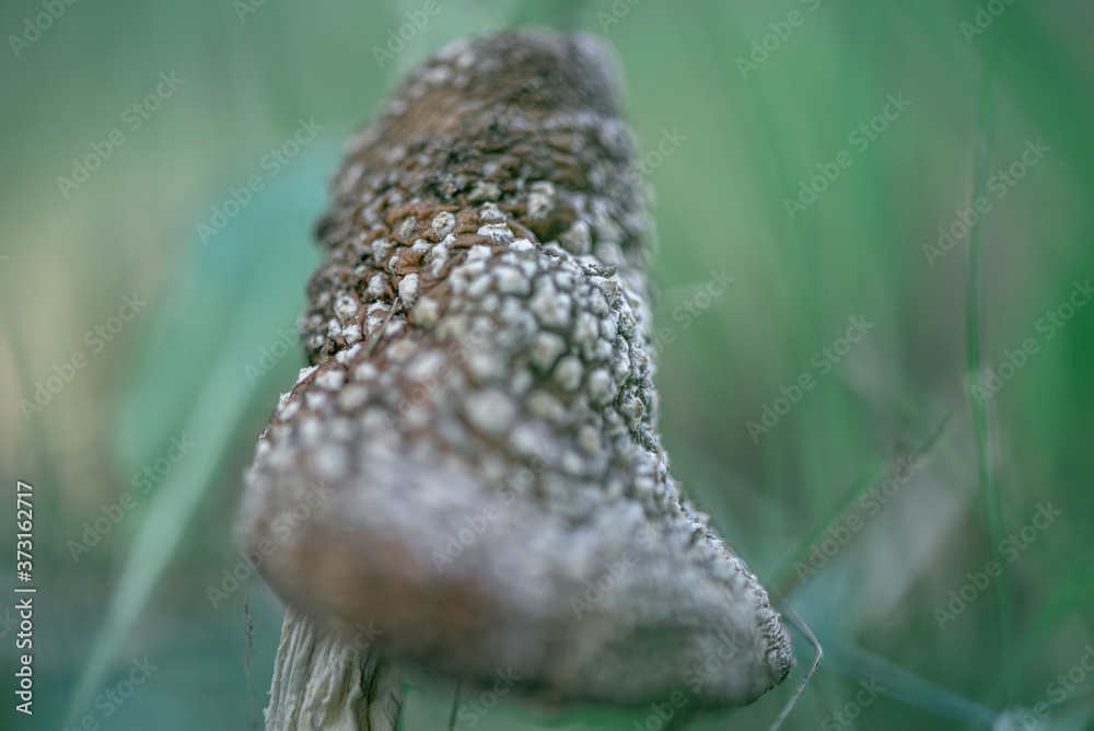 Poisonous mushroom in the forest with a photographed close-up. Poisonous mushroom in the forest with a photographed close-up.
