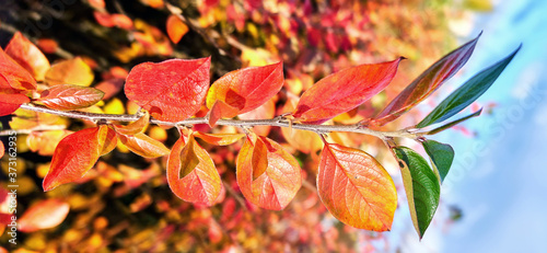 Tree branch with autumn leaves close up