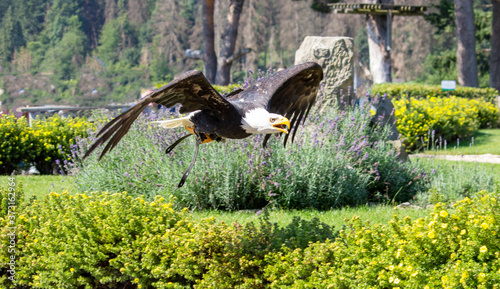 Portrait of a bald eagle - Haliaeetus leucocephalus with nice green garden background photo