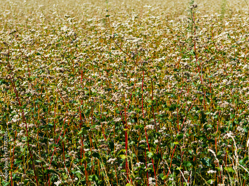 (Polygonum fagopyrum) Sarrasin ou blé noir aux bouquets de fleurs blanches odorante au sommet de tiges rougeâtres garnie de feuilles cordiformes vert foncé photo