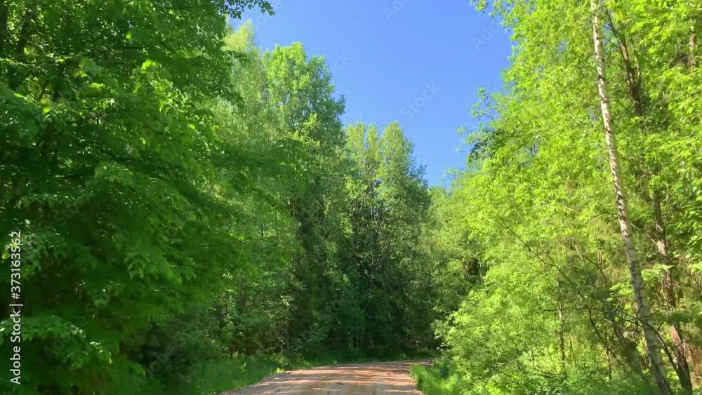 Driving on empty country road passing through a mixed forest with pines and treeson a sunny summer day Driving on empty country road passing through a mixed forest with pines and treeson a sunny summer day