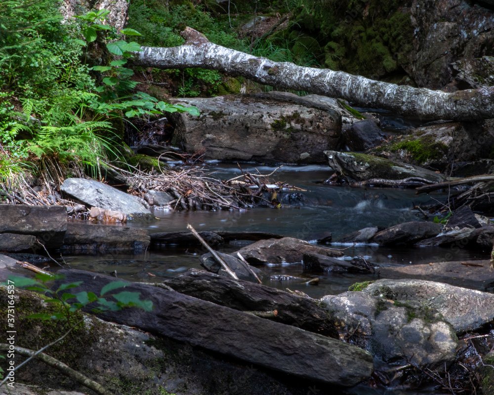 Stream in the forest Stream in the forest