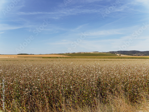 (Fagopyrum esculentum) Champs de sarrasin ou blé noir, céréale pour la production de farine et de pâte sans gluten en limagne dans l'Allier photo