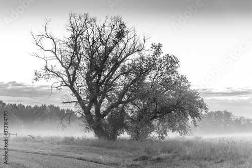 Black and white tree in a misty morning light