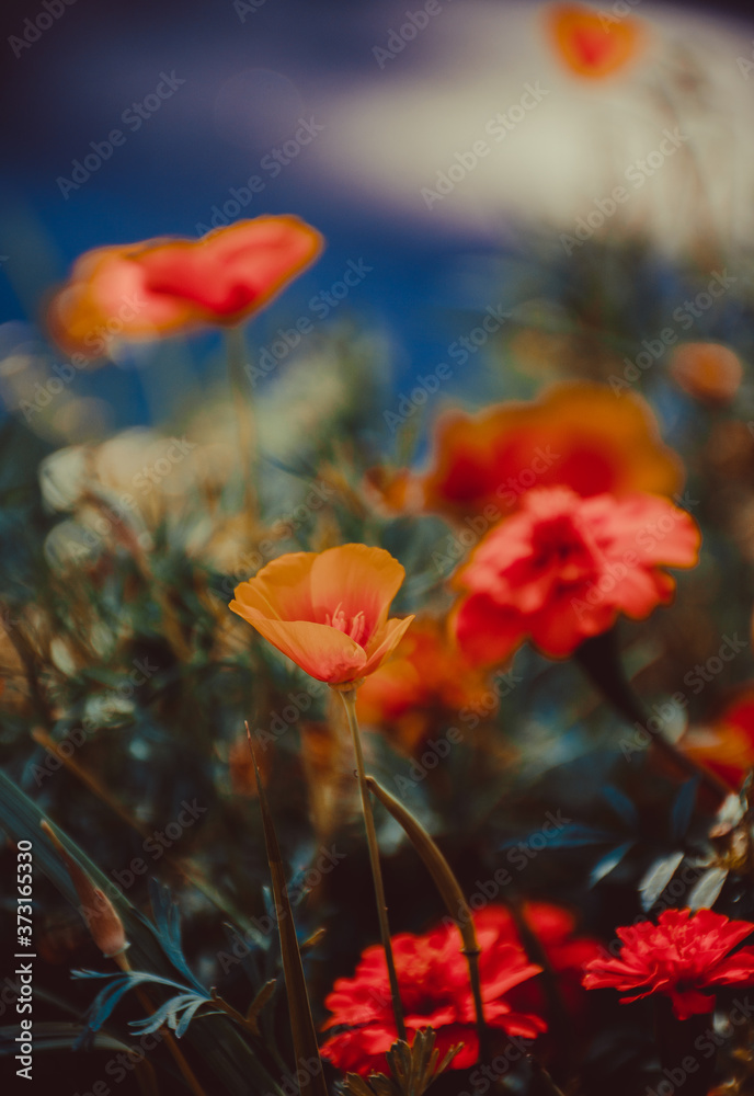 Obraz premium poppy flowers in the morning