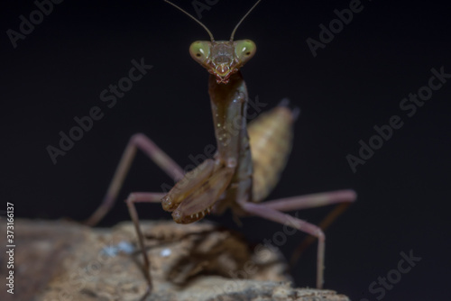 Small brown praying mantis close-up on a branch, on a dark background. Macro photography