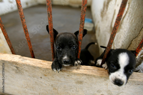 itabuna, bahia / brazil - april 12, 2012: a dog is seen unseen in a cage at the Zoonoes Control Center in the city of Itabuna.
 photo