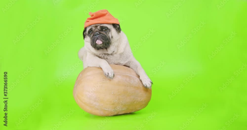 Cute funny pug dog dressed in a orange pumpkin hat. On top of a big pumpkin. Halloween concept. Green screen. Funny animal. Looking at the camera. Cute funny pug dog dressed in a orange pumpkin hat. On top of a big pumpkin. Halloween concept. Green screen. Funny animal. Looking at the camera.