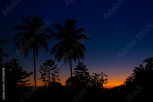Palm Trees at sunset, Blue Hour.