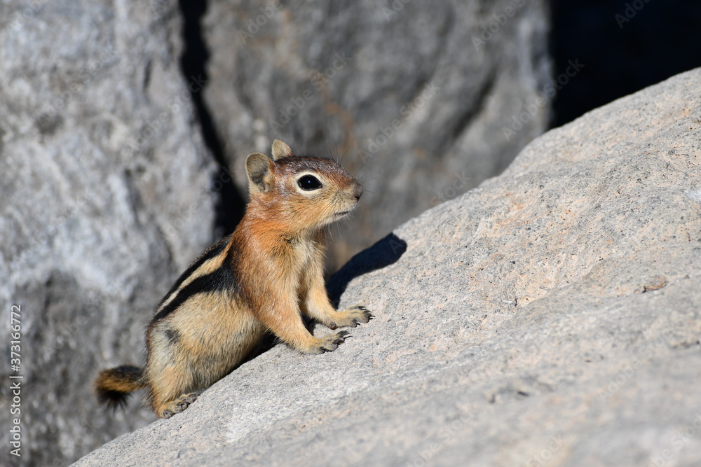 Squirrel perched upon rock.