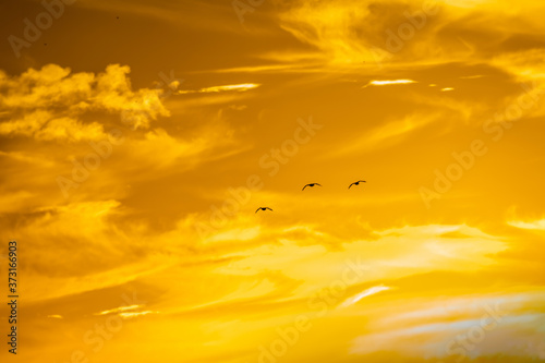 sunset over the clouds with three Canadian geese in the distance orange/yellow sky