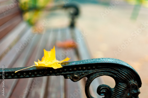 A park bench on which lies a yellow and red maple leaf. Autumn yellowed sheet ice on a wooden bench. Close up macro.
