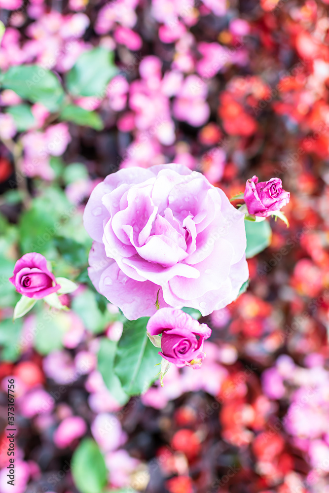 Beautiful rose with buds on bright floral background top view. Can be used as greeting card. Beautiful rose with buds on bright floral background top view. Can be used as greeting card.