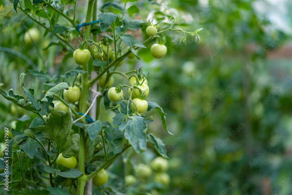 Frische grüne Tomaten am Strauch 