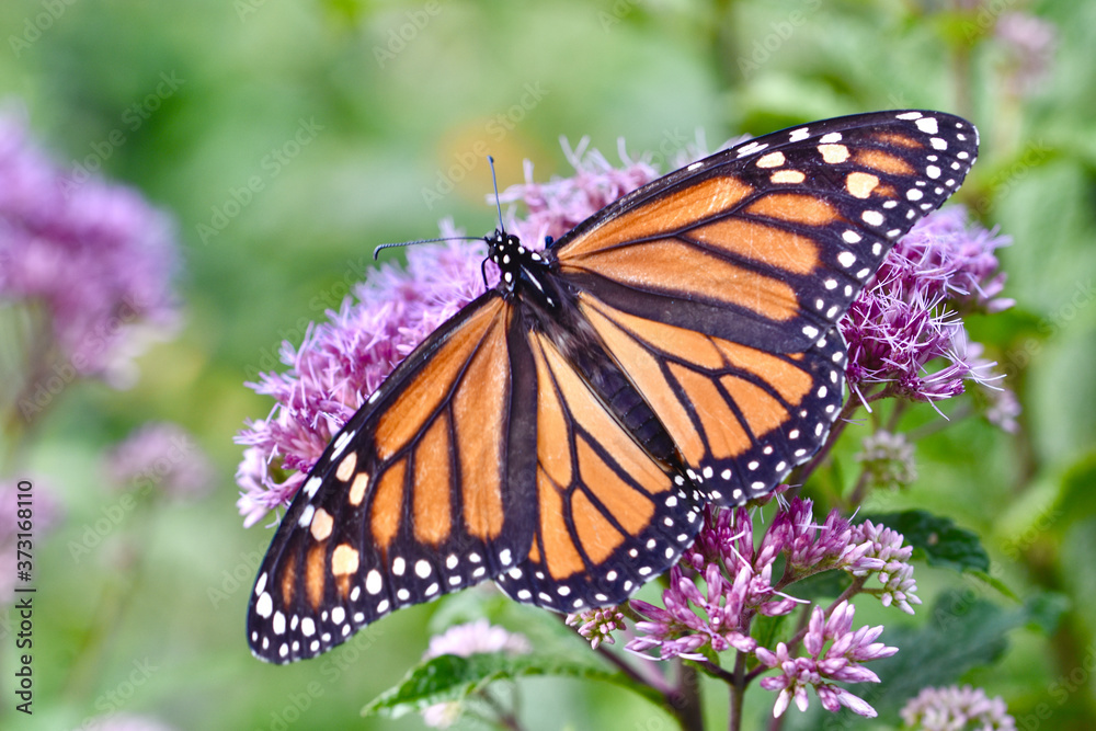 A monarch butterfly (Danaus plexippus) feeds on the pink blossoms of Joe-Pye Weed (Eupatorium purpureum). Closeup. Copy space. A monarch butterfly (Danaus plexippus) feeds on the pink blossoms of Joe-Pye Weed (Eupatorium purpureum). Closeup. Copy space.