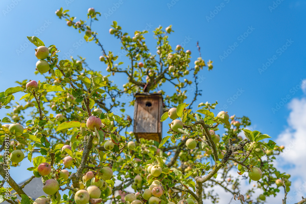 selbstbau Vogelhäuschen im eigenen Apfel Garten selbstbau Vogelhäuschen im eigenen Apfel Garten