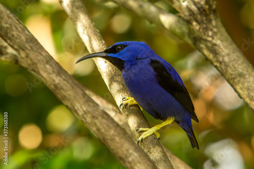 A purple honeycreeper (Cyanerpes caeruleus).  It is a small bird in the tanager family, found in the tropical New World from Colombia and Venezuela south to Brazil, and on Trinidad. © Bob