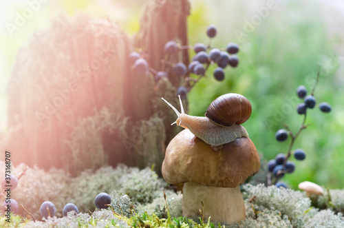 The white mushroom grows in the forest among mosses and berries, with a snail sitting on top. Soft selective focus