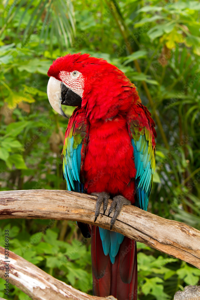 A green-winged macaw, also known as the red-and-green macaw, is a large, mostly-red macaw of the Ara genus.