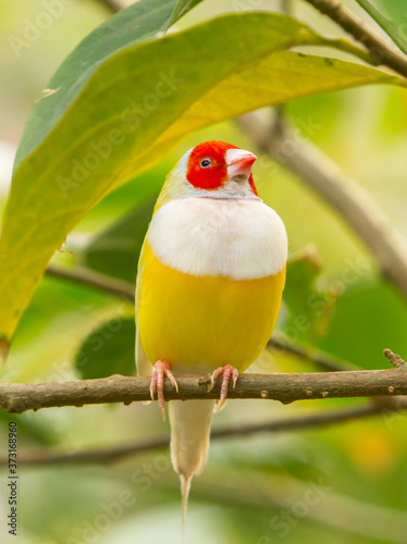 Φωτογραφία A Yellow lady perched on a green branch in an aviary in Florida.