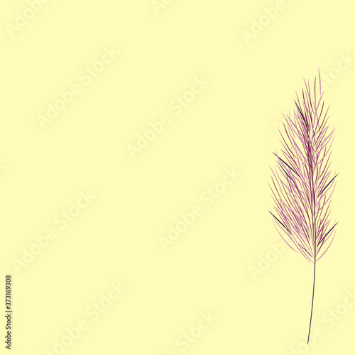 Vector stock illustration of pampas grass. Cream branch of dry grass. Panicle Cortaderia selloana South America, feather flower head plumesstep. Soft pink color. Template for a wedding card.