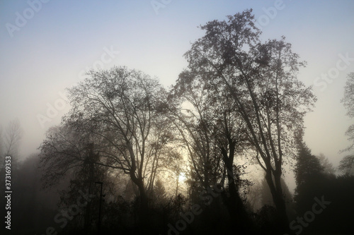Cold winter morning - trees silhouettes