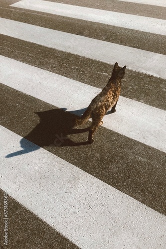 Shadow of a cat zebra crossing, crosswalk picture