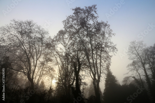 Cold winter morning - trees silhouettes