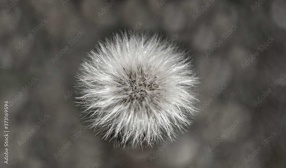 Small white fluffy dandelion on a gray background. Black and white photo. Copy space. Poster, close up Small white fluffy dandelion on a gray background. Black and white photo. Copy space. Poster, close up