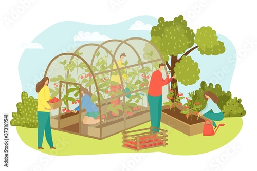 Greenhouse agriculture plant at farm, farmer harvest vector illustration. Cartoon farming with food, vegetable, tomato for flat person. Worker harvesting at field design, man woman crop in hothouse.