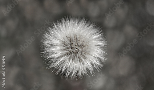 Small white fluffy dandelion on a gray background. Black and white photo. Copy space. Poster  close up