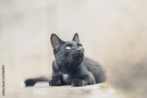 Fototapeta Naklejka Na Ścianę i Meble -  portrait of a black cat