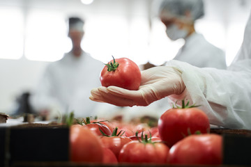 Hand in a latex glove holding a ripe tomato