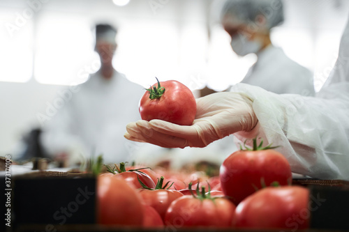 Hand in a latex glove holding a ripe tomato