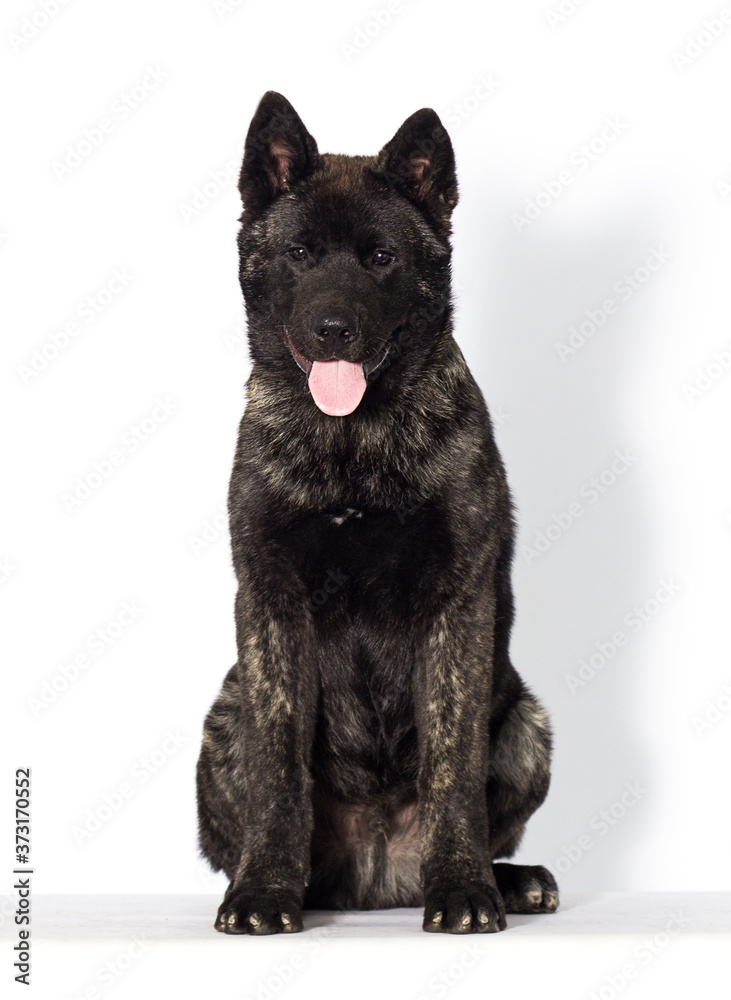 puppy looking on a white background, american akita