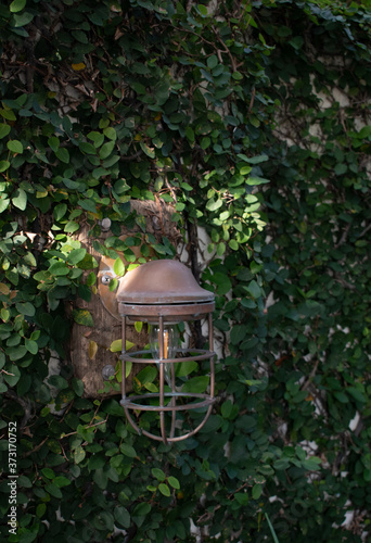 Weathered vintage electric lantern on a wall with creeping vines.