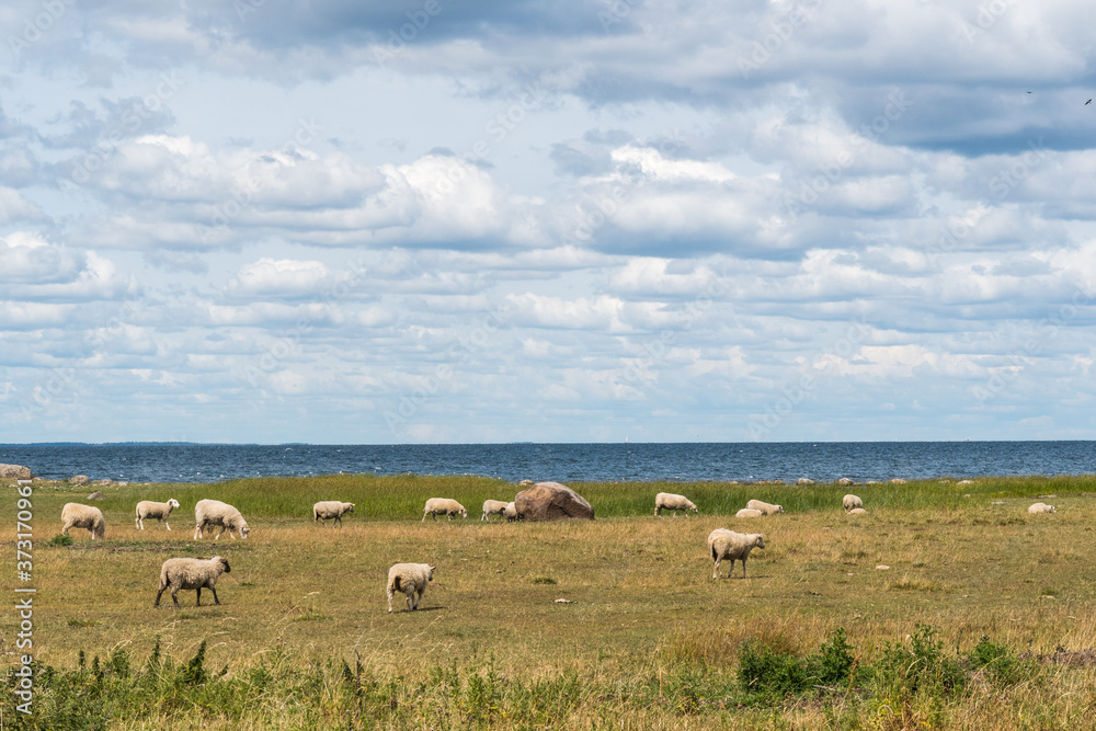 Grazing sheep by the coast of the Baltic Sea