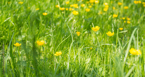 Green grass and little yellow buttercup flowers on bright sunny day