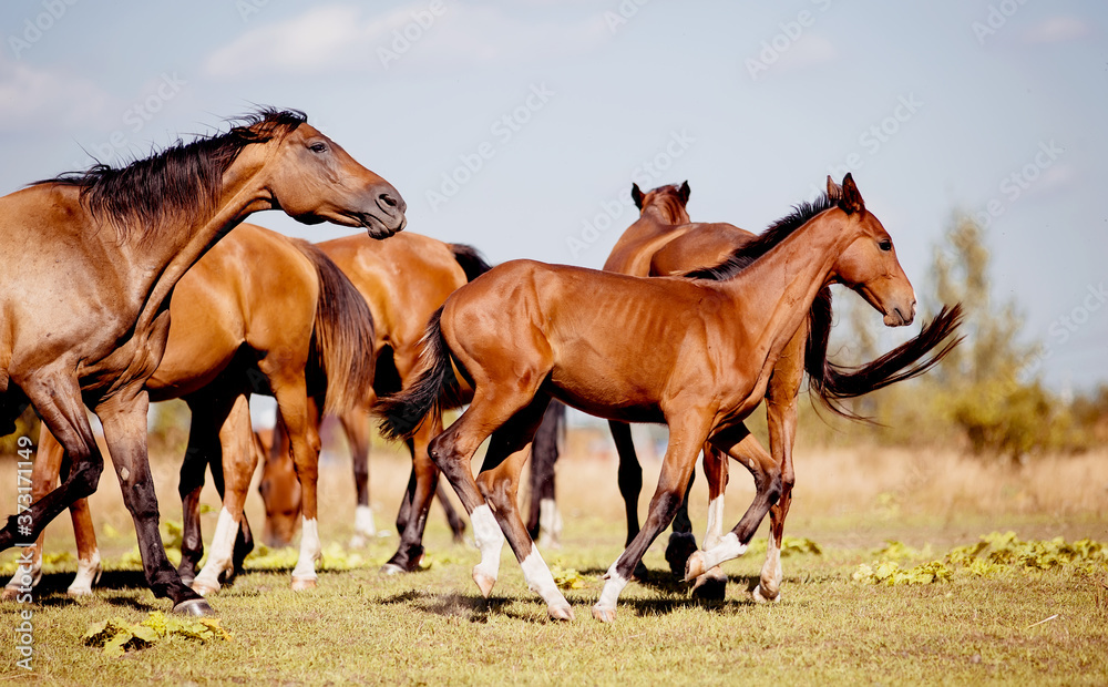 A herd of horses grazing on the field. A herd of horses grazing on the field.