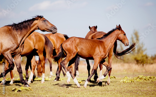 A herd of horses grazing on the field.