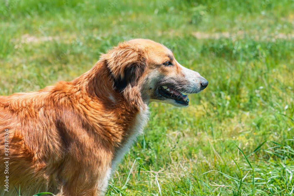 Beautiful dog on the grass