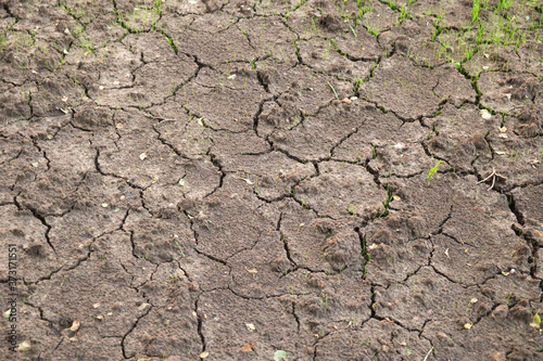 Dry land background with cracks and green grass