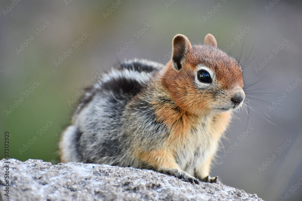 Naklejka premium Chipmunk surveys his vast kingdom.