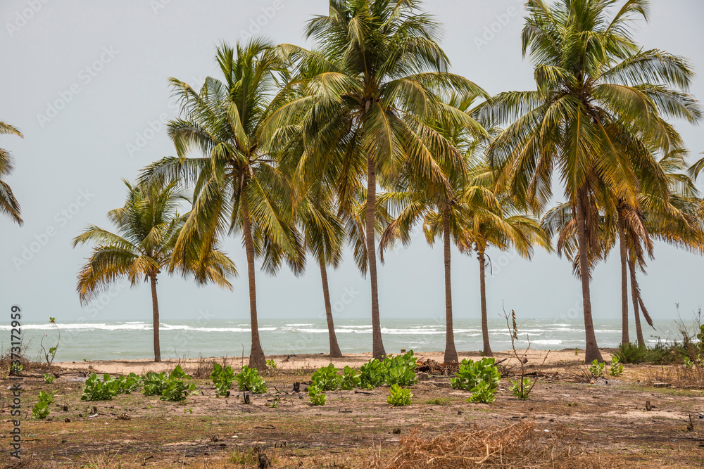 Naklejka premium Palmeras en la costa Kutu, Gambia